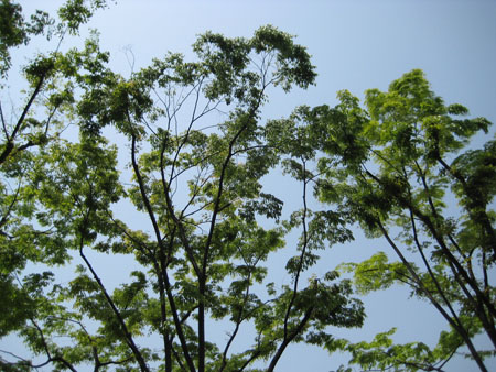 IMG_4316.JPG
