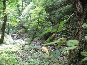a.mori2.jpg