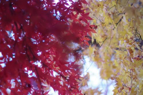 IMGP0922.jpg