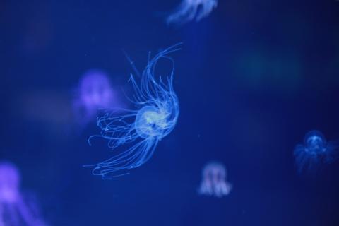 IMG_9920.JPG