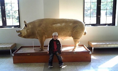 buta.jpg