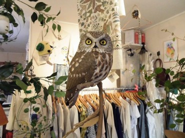 owl